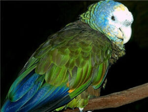 St. Vincent Amazon