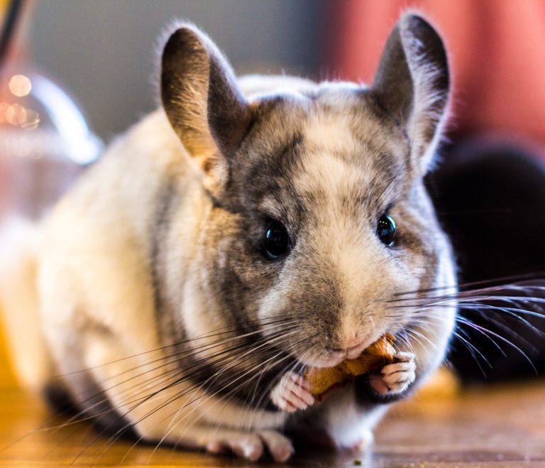 Standard Gray Chinchilla