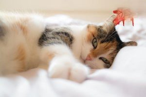 Stomatitis in Dogs and Cats: Symptoms, Treatment, and Prevention