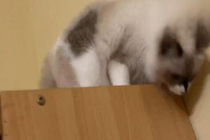 Stomatitis vs. Oral Granuloma in Cats: How to Tell Them Apart