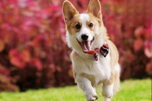 Streptococcal Infection in Dogs: Symptoms, Treatment, and Prevention