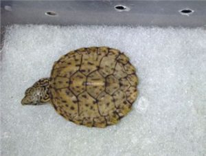Striped-neck Musk Turtle