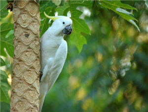 Sulphur-crested Cockatoo