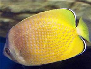 Sunburst Butterflyfish