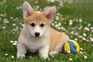 Symptoms and Treatment of Demodicosis (Mange) in Pets