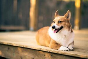 Symptoms of Hookworm Infection in Dogs
