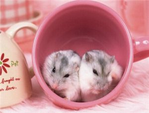 Syrian Hamster