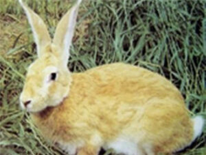 Taihang Mountain Rabbit