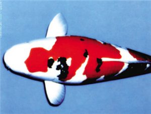 Taisho Sanshoku
