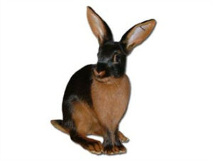 Tan Rabbit
