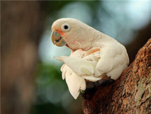 Tanimbar Corella
