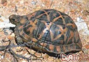 Tent Tortoise