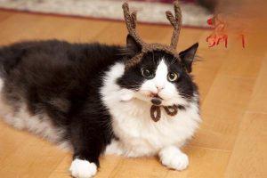 Tetanus in Dogs and Cats: Symptoms, Treatment, and Prevention
