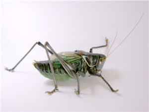 Tettigoniidae
