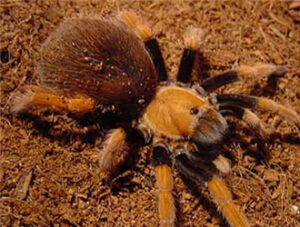 Texas Brown Tarantula