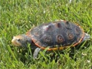 Texas Diamondback Terrapin