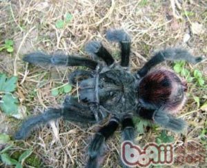 The Entre Rios Tarantula
