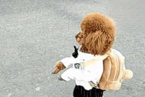 The Real Harm of Making Dogs Stand on Two Legs