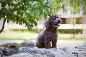 Things to Consider When Taking Your Dog Home for the Spring Festival