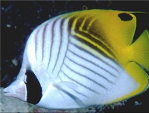 Threadfin Butterflyfish