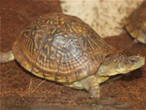 Three-toed Box Turtle