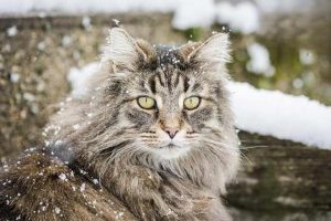 Thrombocytopenic Purpura in Dogs and Cats: Symptoms, Treatment, and Prevention