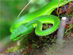 Tibetan Pit Viper