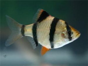 Tiger Barb (Puntigrus tetrazona)