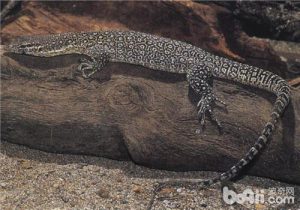 Timor Monitor