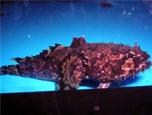 Toadfish