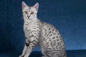 Tonsillitis in Dogs and Cats: Symptoms, Treatment, and Prevention
