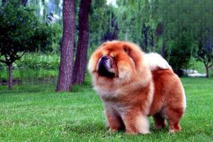 Treating Canine Distemper in a Chow Chow