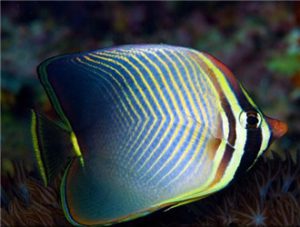 Triangle Butterflyfish