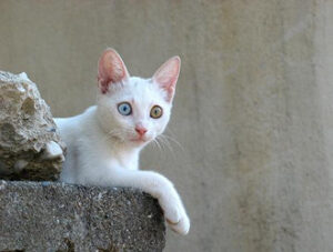 TurkishVan