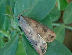 Turnip Moth