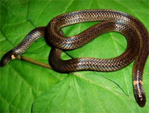 Two-headed Snake (Red-tailed Short Snake)