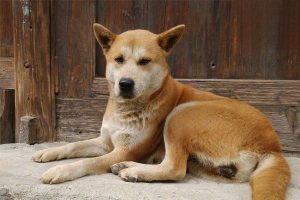 Ulnar Nerve Paralysis in Dogs and Cats
