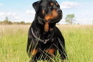 Umbilical Hernia in Dogs and Cats