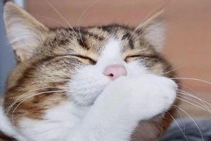 Understanding Food Allergies in Cats