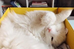 Urethral Injury in Dogs and Cats