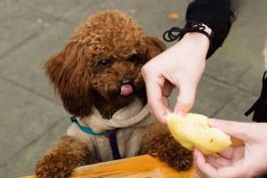 Urolithiasis (Urinary Stones) in Dogs and Cats