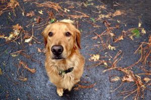 Uterine Torsion in Dogs and Cats