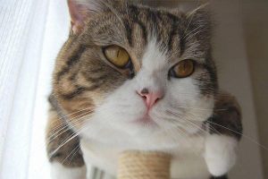 Vaccination Tips for Cats and Dogs