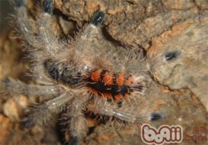 Venezuelan Red Tarantula