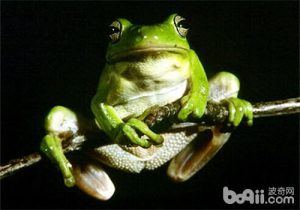 Wallace’s Flying Frog
