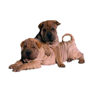 Weimaraner