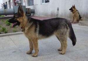 West German Show Line German Shepherd