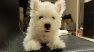 West Highland White Terrier