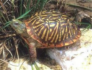 Western Box Turtle
