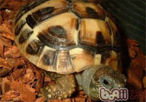 Western Hermann’s Tortoise